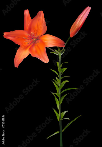 isolated on black lily red flower with bloom and bud