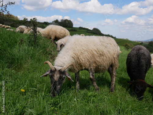 Fototapeta Naklejka Na Ścianę i Meble -  Flock of sheep grazing. Sheeps on mountain meadow