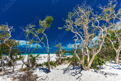 Whitehaven Beach in the Whitsunday Islands with white trees, Queensland, Australia © Martin Valigursky