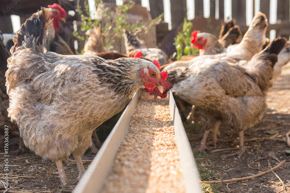 Obraz premium Kurczaki domowe w wolierze potrzebują jedzenia z tacy