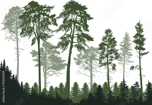 high pines in dark green forest isolated on white