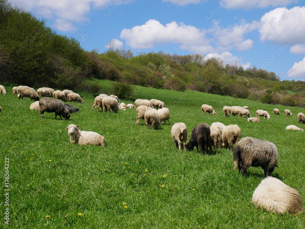 Flock of sheep grazing. Sheeps on mountain meadow Flock of sheep grazing. Sheeps on mountain meadow