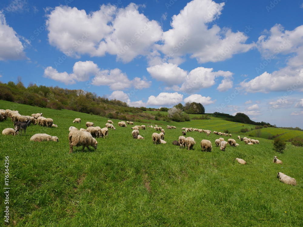 Flock of sheep grazing. Sheeps on mountain meadow Flock of sheep grazing. Sheeps on mountain meadow