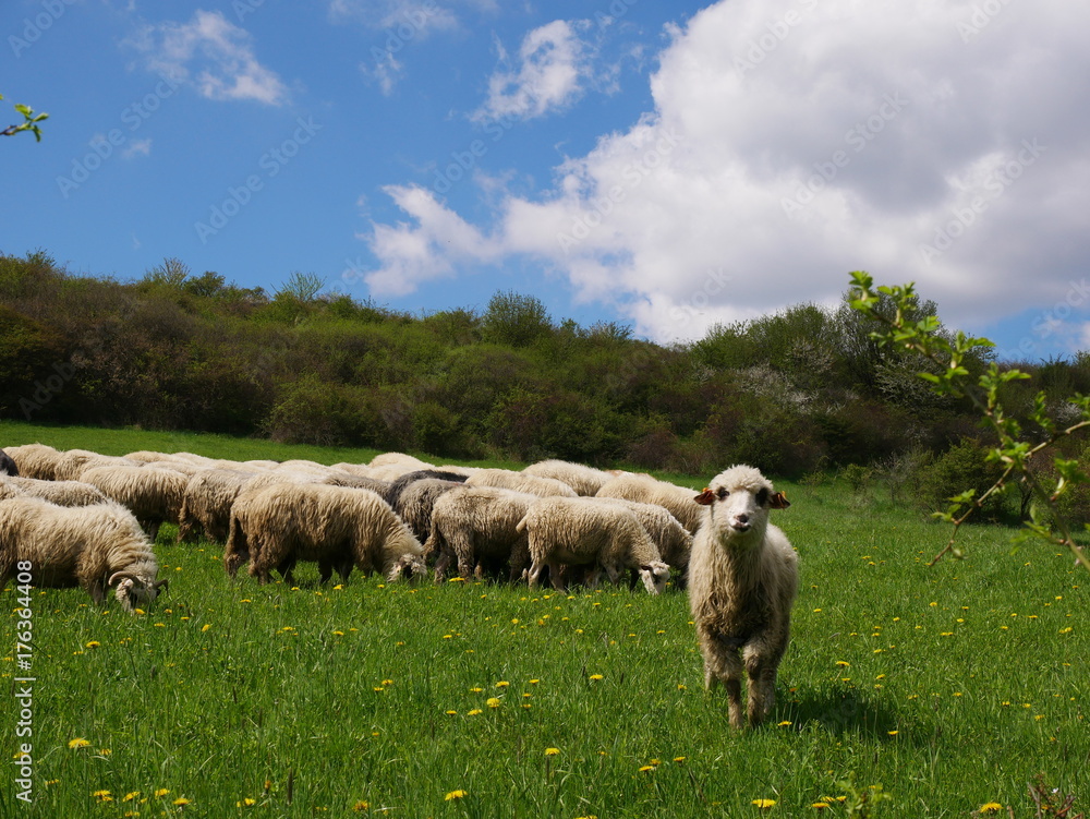 Fototapeta premium Flock of sheep grazing. Sheeps on mountain meadow
