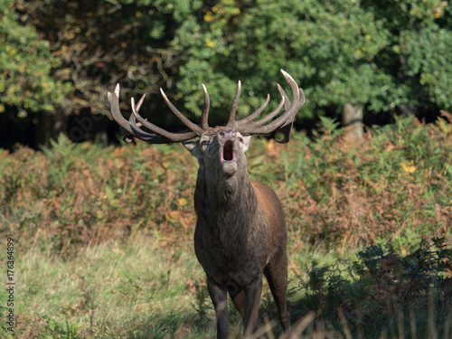 Bellowing red deer