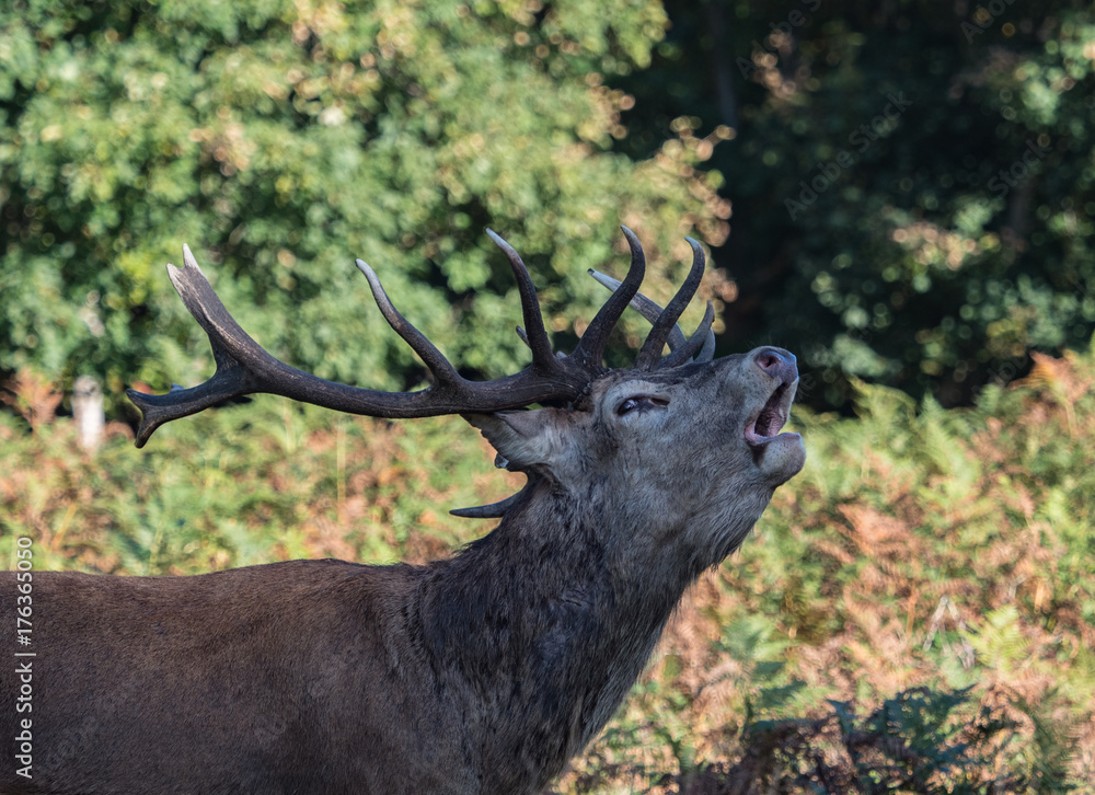 Obraz premium Bellowing red deer