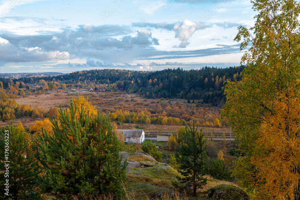 Naklejka premium Autumn forest