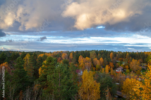 Autumn forest