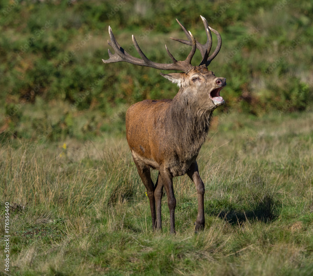 Bellowing red deer Bellowing red deer