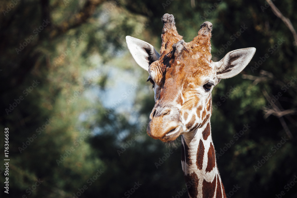 Obraz premium Girafe