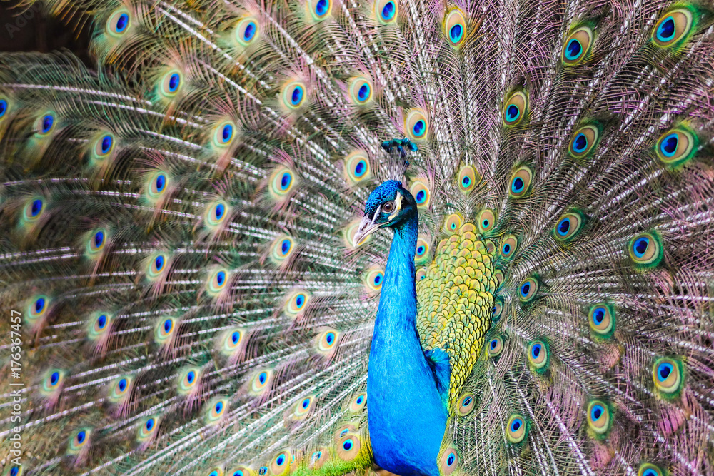 Fototapeta premium Peacock 