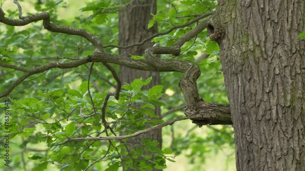 Eurasian hoopoe (Upupa epops) nesting