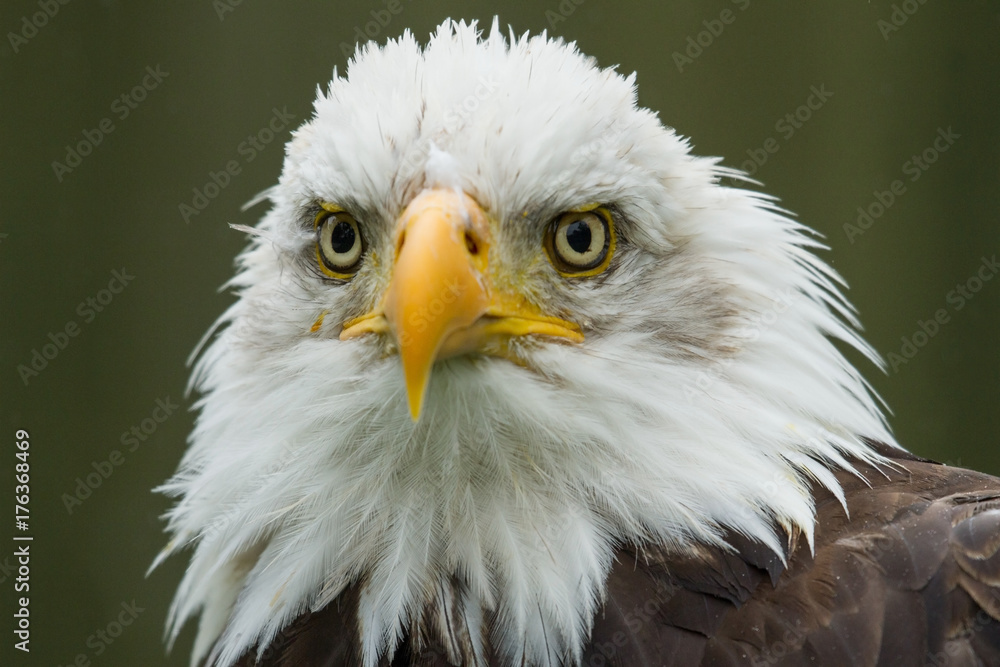 Obraz premium photo portrait of an American Bald Eagle 