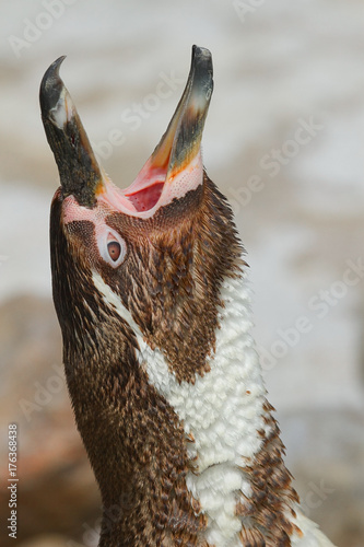 photo of a Humboldt penguin calling photo