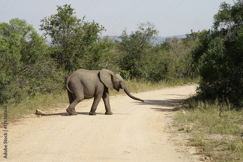 Naklejka premium African Elephant Kruger National Park