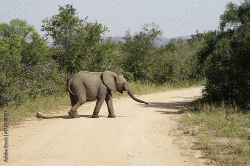 African Elephant Kruger National Park photo