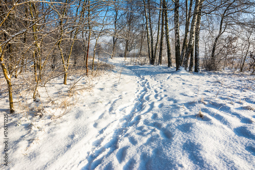 Landscape with snow on the path in the forest or park, nature in winter landscape