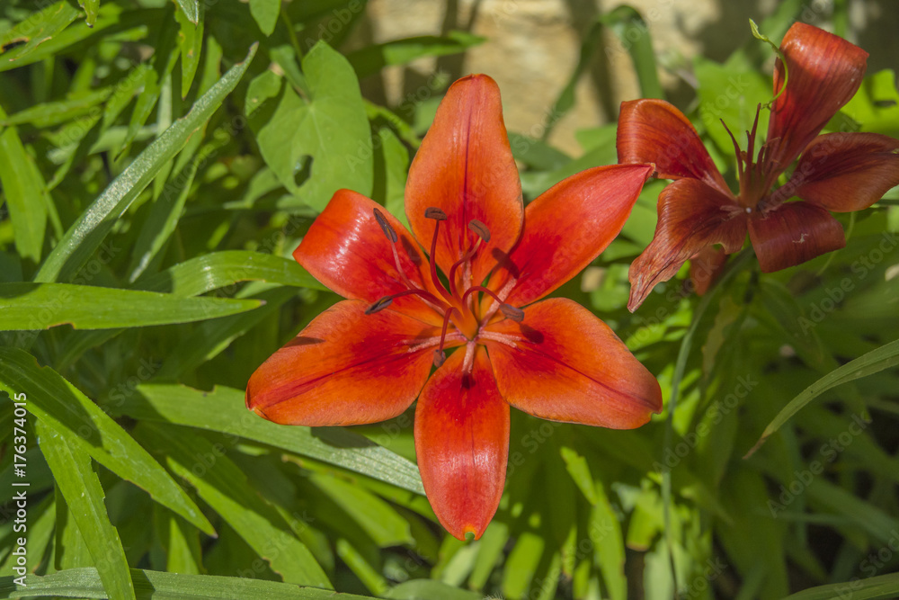 Beautiful red flower closeup. Beautiful red flower closeup.