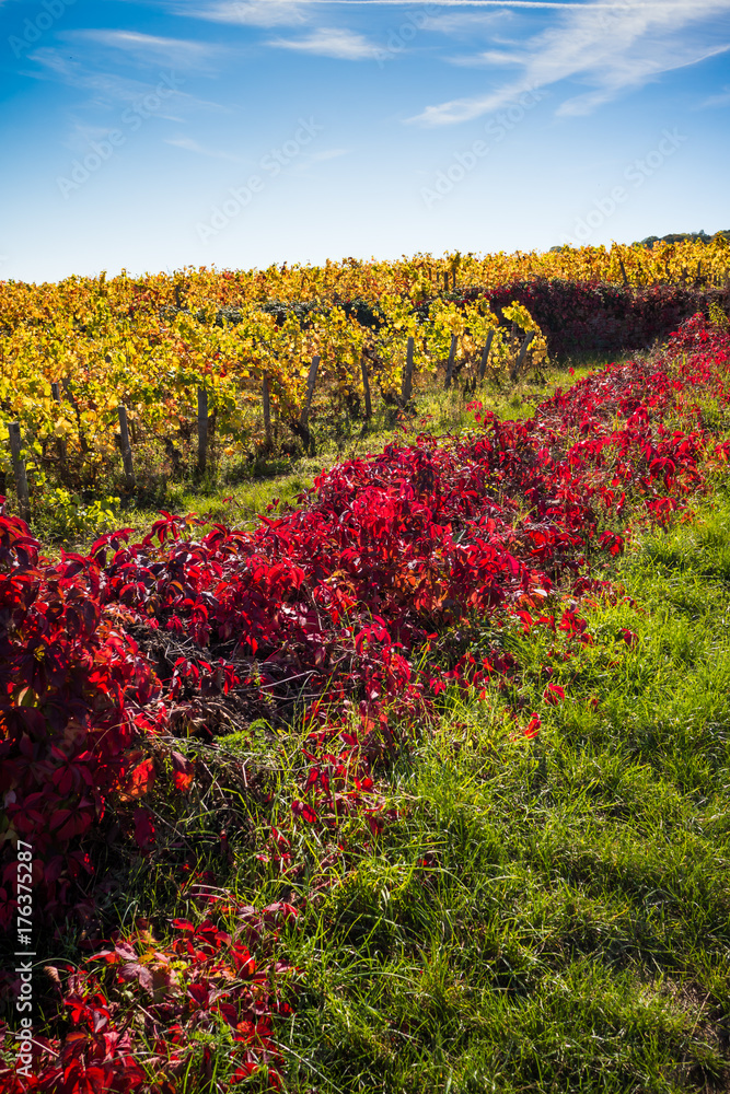 campagne viticole en automne