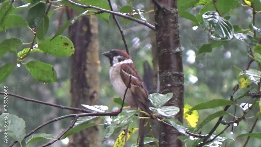 Sparrow sitting in the rain Sparrow sitting in the rain