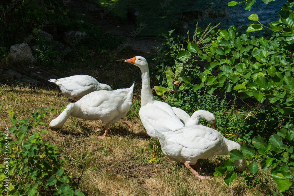 Naklejka premium Flock of free range geese