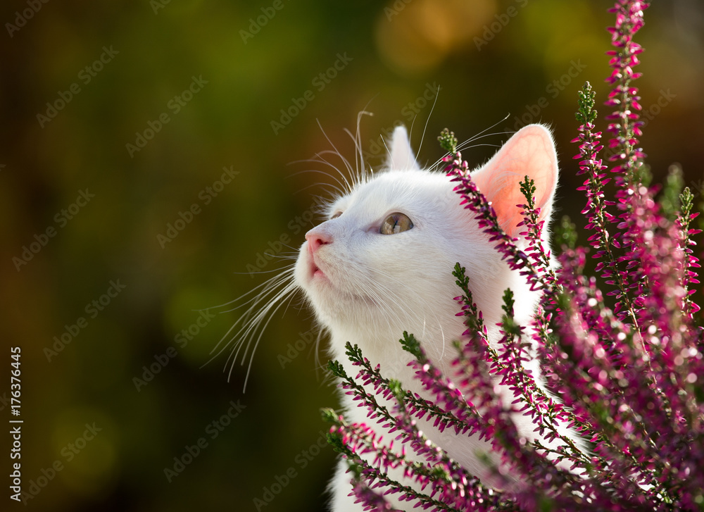 Obraz premium Portret śliczny biały kot w ogródzie