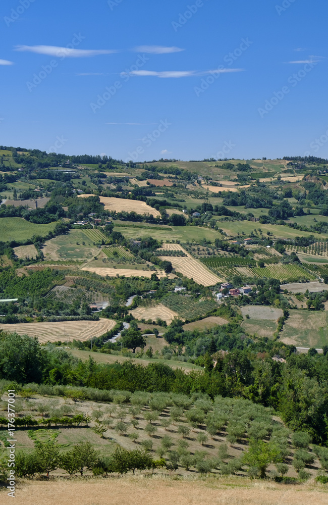 Naklejka premium Landscape in Romagna at summer: vineyards