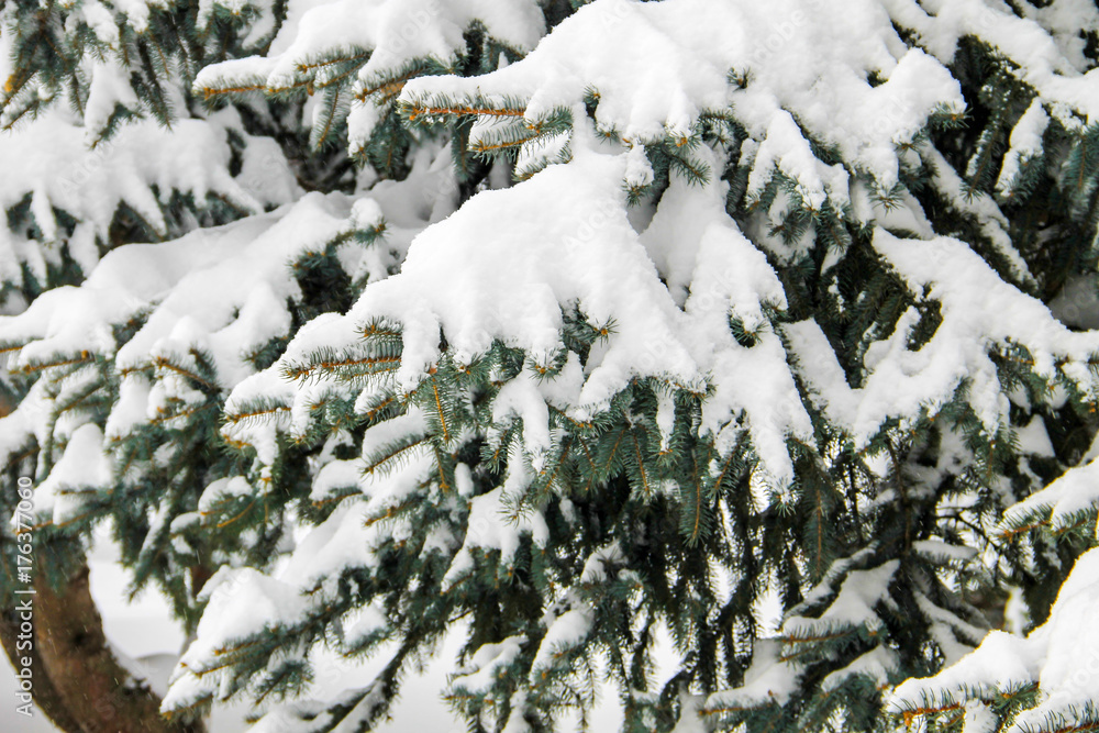 Spruce branches covered with snow