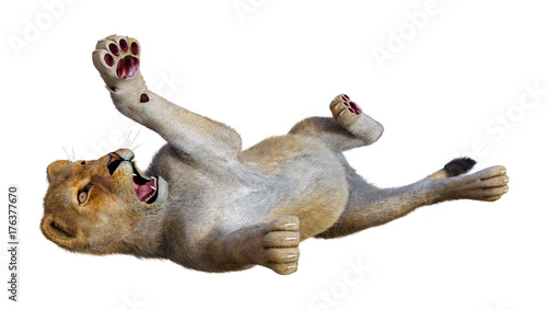 Fototapeta Naklejka Na Ścianę i Meble -  3D Rendering Female Lion on White