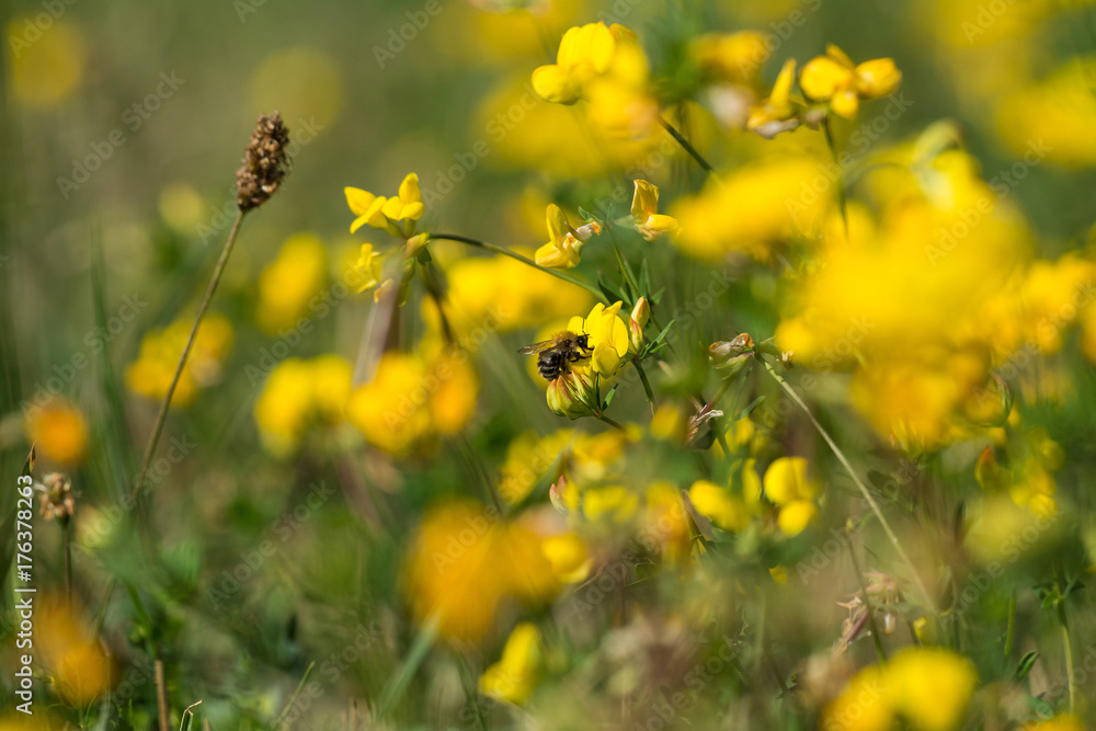 Macro photo - bee pollinated wild yellow flowers in summer meadow