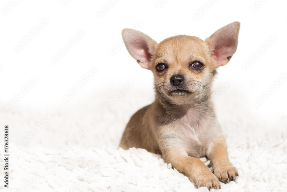 Close up portrait of cute Chihuahua puppy