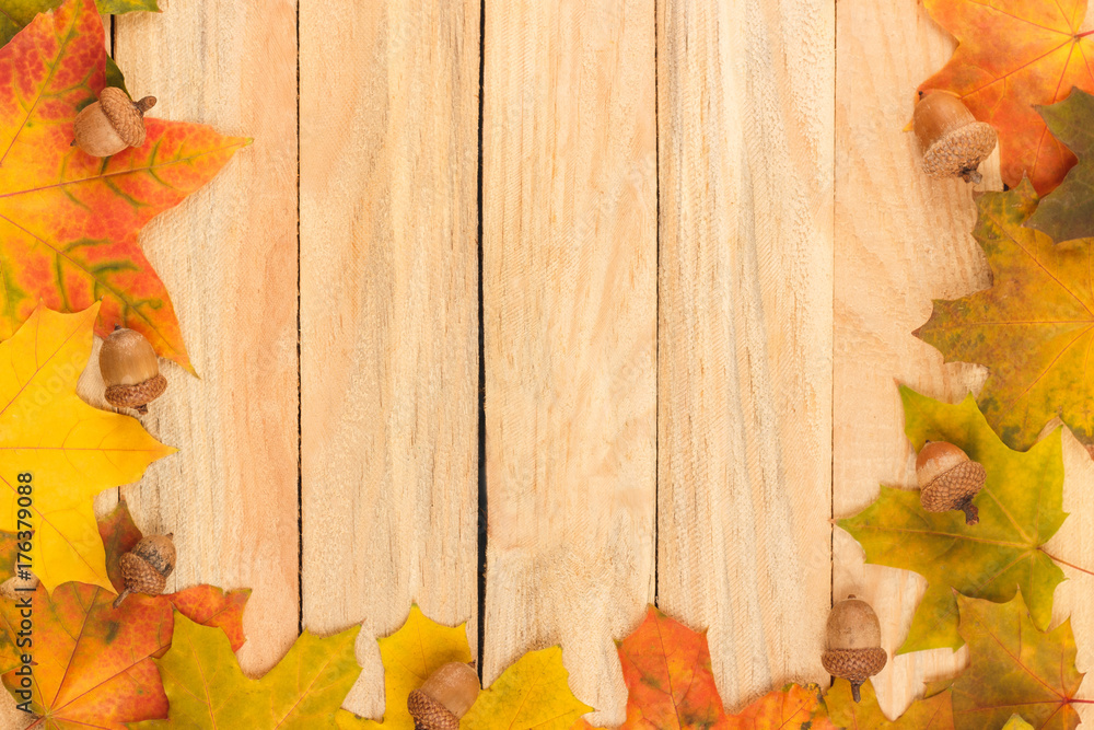 Obraz premium Colored maple leaves and acorns on the light wooden boards