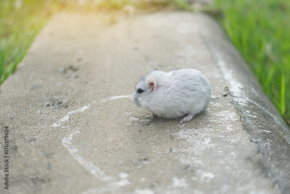 Hamster winter white on cement