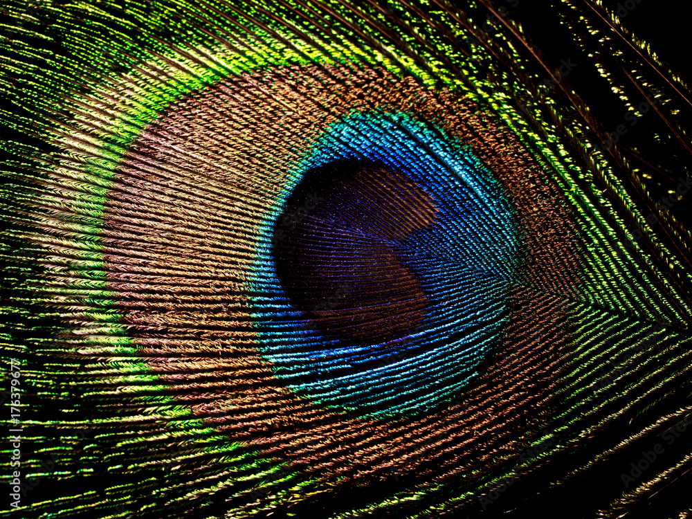 Obraz premium peacock feather isolated on black