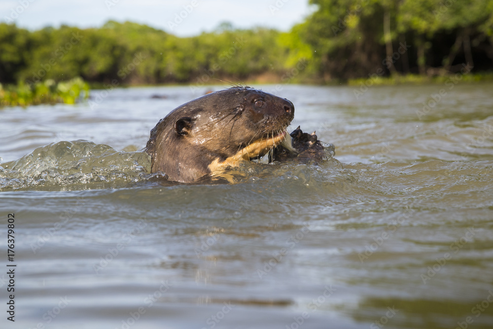 Fototapeta premium Riesenotter frisst Fisch