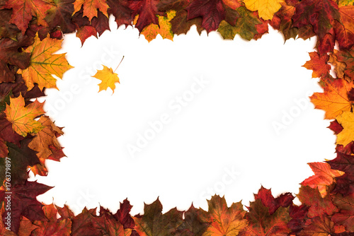 Maple leaves frame on white background.