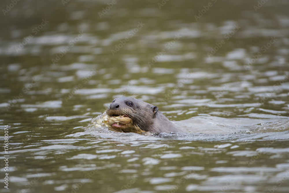 Fototapeta premium Riesenotter mit Fisch im Maul