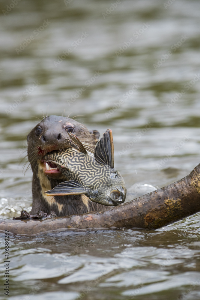 Fototapeta premium Riesenotter frisst Fisch