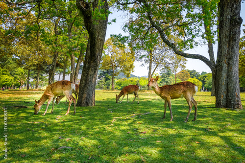 Sika deers in Nara Park, Japan