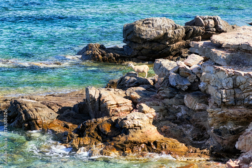 Lonely sheep at rocky seashore Lonely sheep at rocky seashore