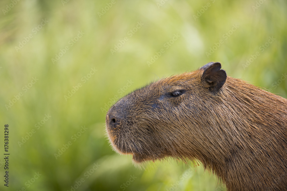 Wasserschwein Portraet Wasserschwein Portraet