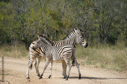 Burchell Zebra Kruger National Park photo