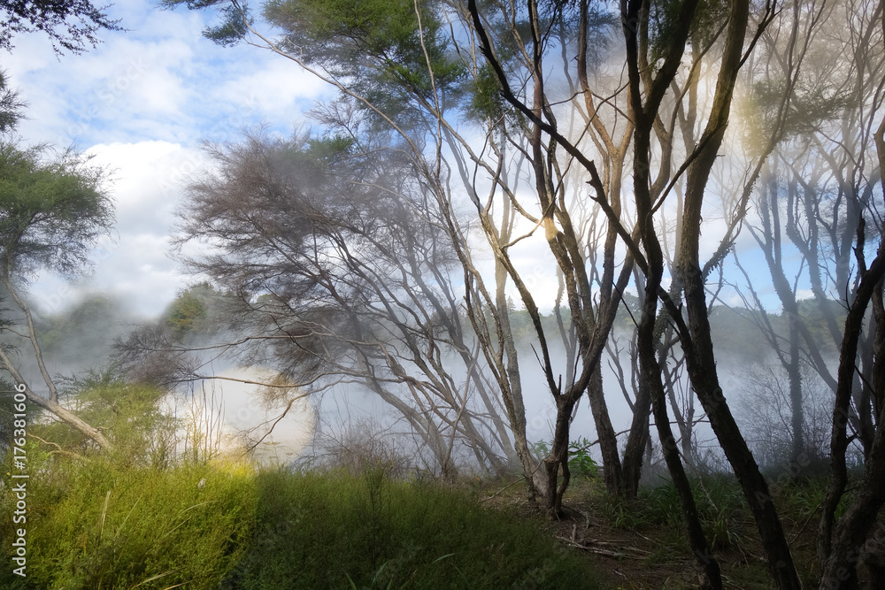 Misty lake and forest in Rotorua, New Zealand Misty lake and forest in Rotorua, New Zealand