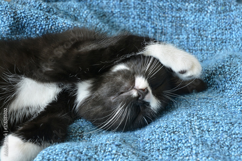 Sweet little black and white short hair kitten sleeping in a blue domestic blanket 