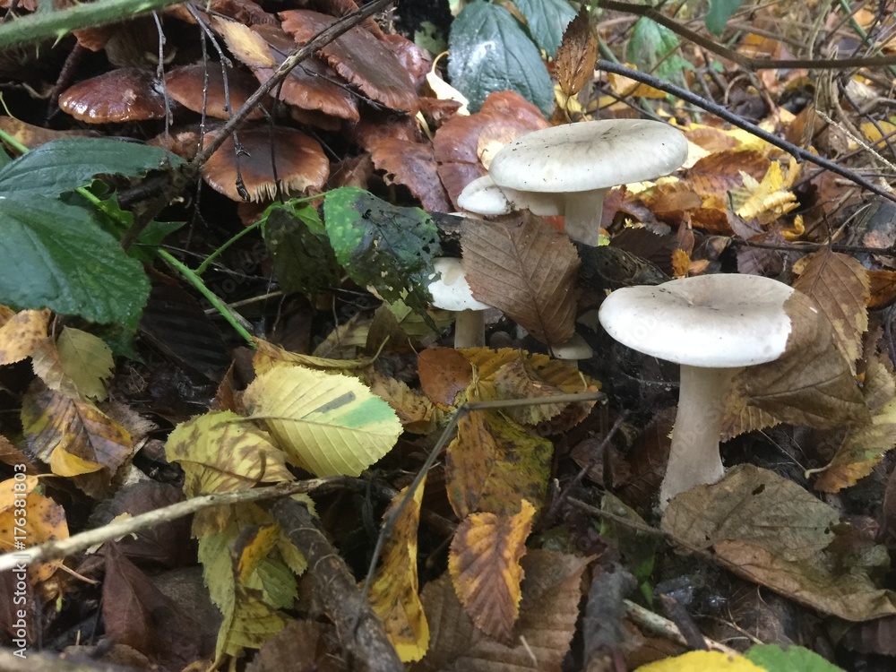 Pilze im Wald, pilzfamilie, Wald Baum, Herbst Pilze im Wald, pilzfamilie, Wald Baum, Herbst