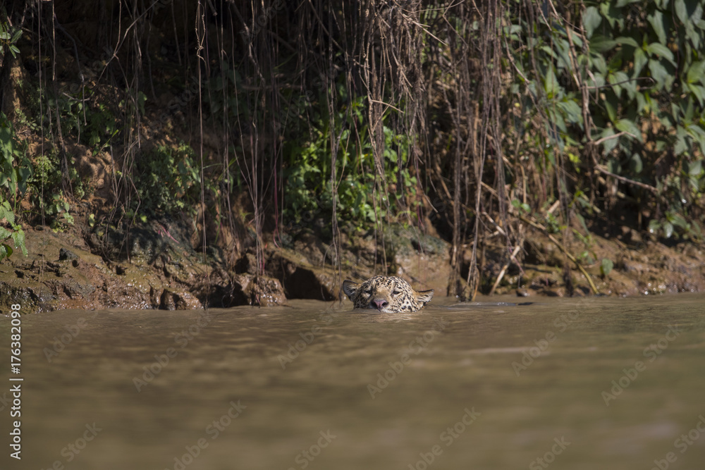 Jaguar schwimmt im Fluss Jaguar schwimmt im Fluss