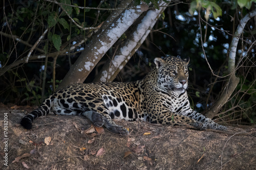 Jaguar beobachtet die Umgebung © aussieanouk