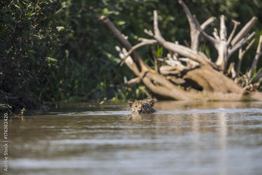 Jaguar auf Beutesuche im Fluss Jaguar auf Beutesuche im Fluss