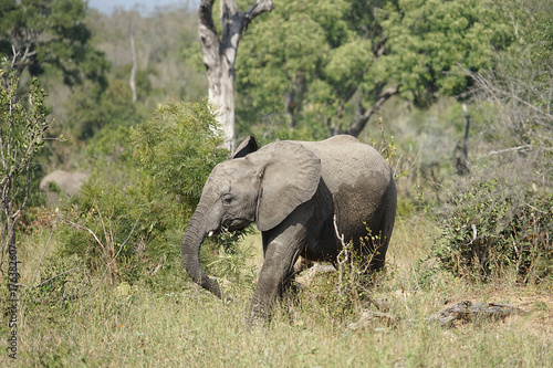 African Elephant Kruger National Park