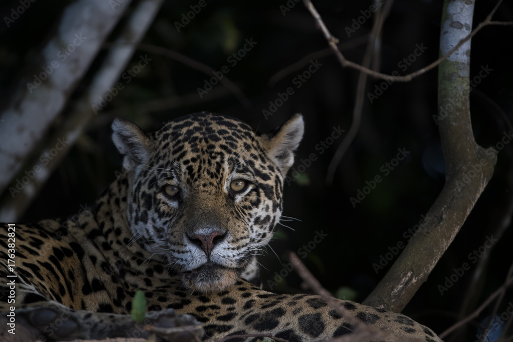 Naklejka premium Jaguar beobachtet die Umgebung